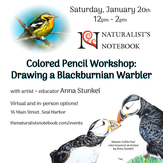 Colored Pencil Workshop: Drawing a Blackburnian Warbler with Anna Stunkel