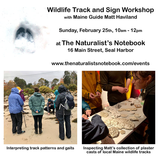 Wildlife Track and Sign Walk with Maine Guide Matt Haviland, 2/25/24