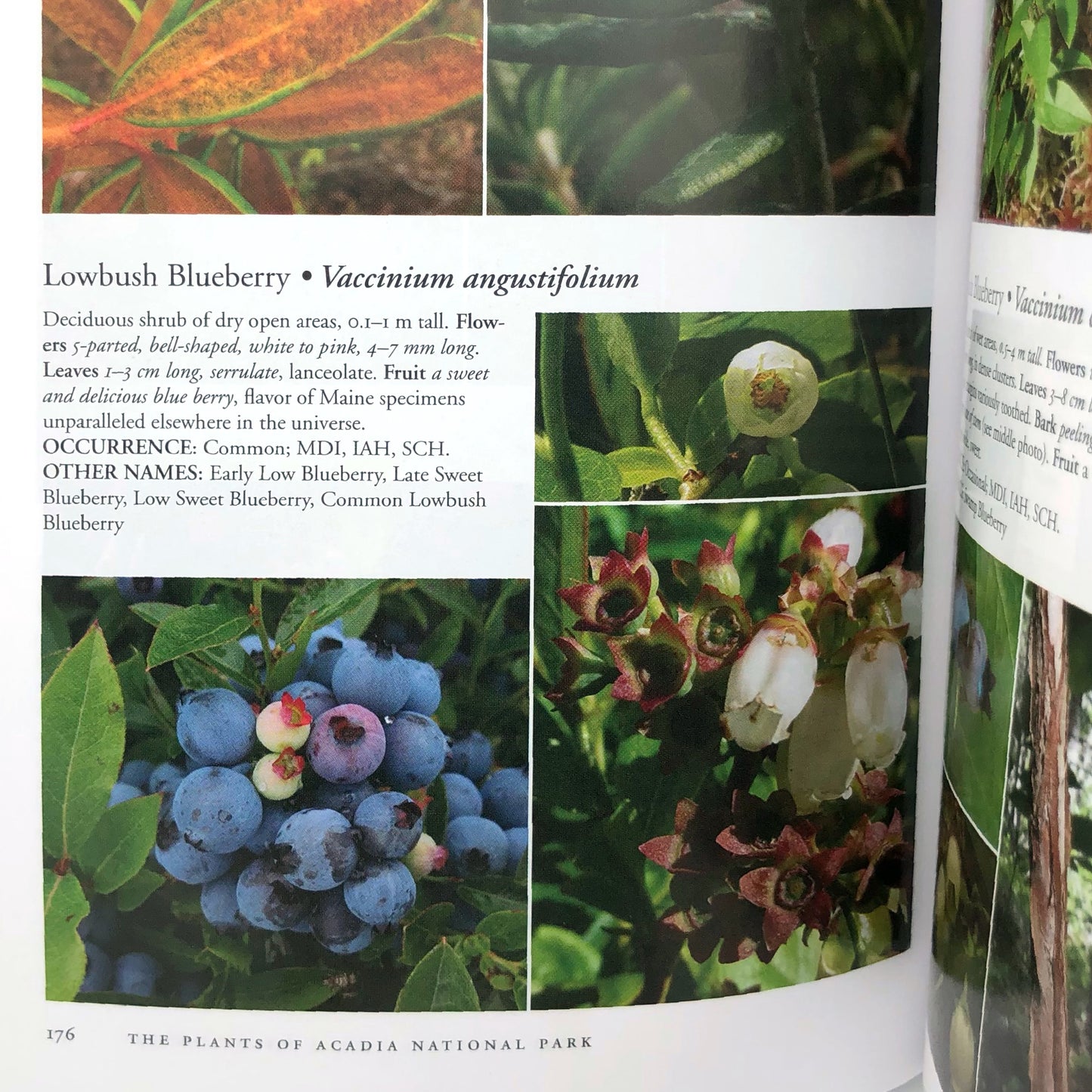 The Plants of Acadia National Park - Glen H. Mittelhauser, Linda L. Gregory, Sally C. Rooney, and Jill E. Weber (paperback)