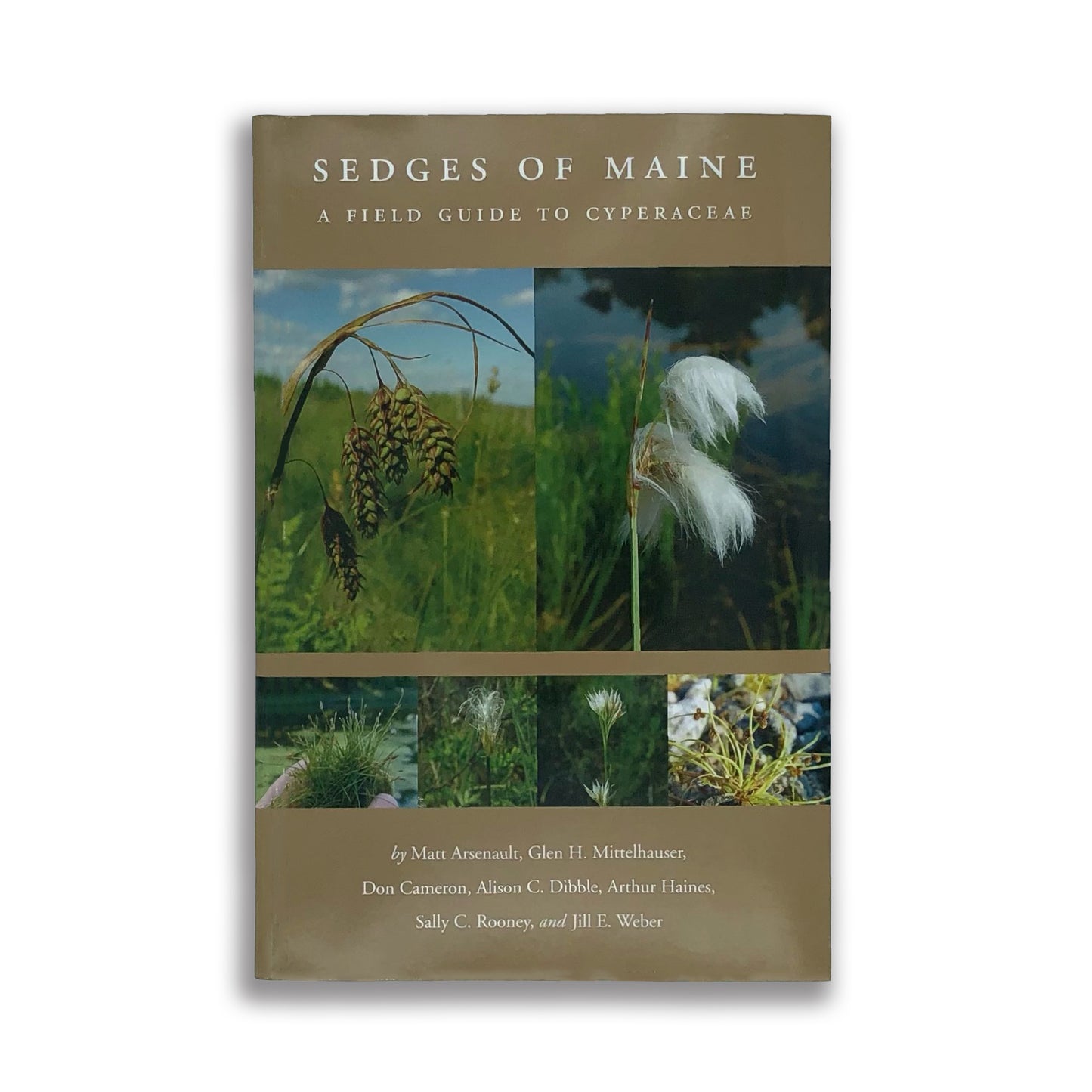 Sedges of Maine: A Field Guide to Cyperaceae - Matt Arsenault , Glen H. Mittelhauser , Don Cameron , Alison C. Dibble , Arthur Haines , Sally C. Rooney , Jill E. Weber (paperback)