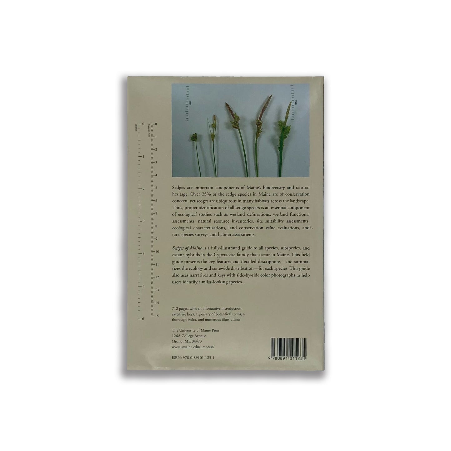 Sedges of Maine: A Field Guide to Cyperaceae - Matt Arsenault , Glen H. Mittelhauser , Don Cameron , Alison C. Dibble , Arthur Haines , Sally C. Rooney , Jill E. Weber (paperback)