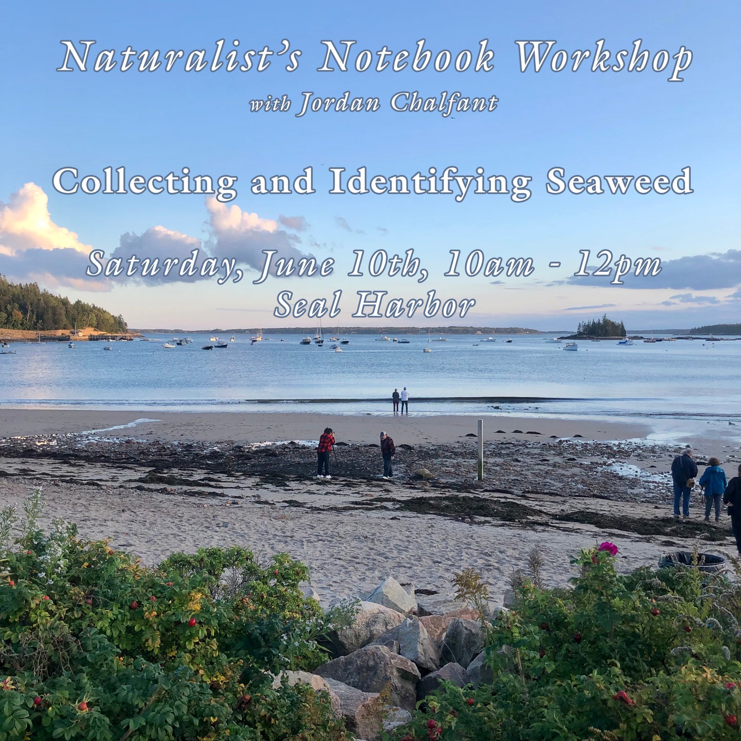 Collecting and Identifying Seaweed Workshop
